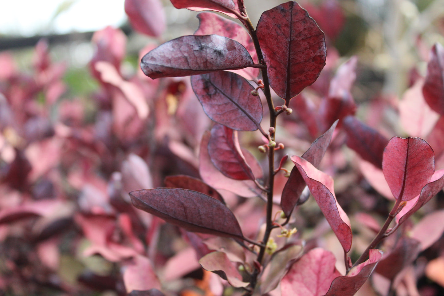 Pseudowintera Burgundy Delight