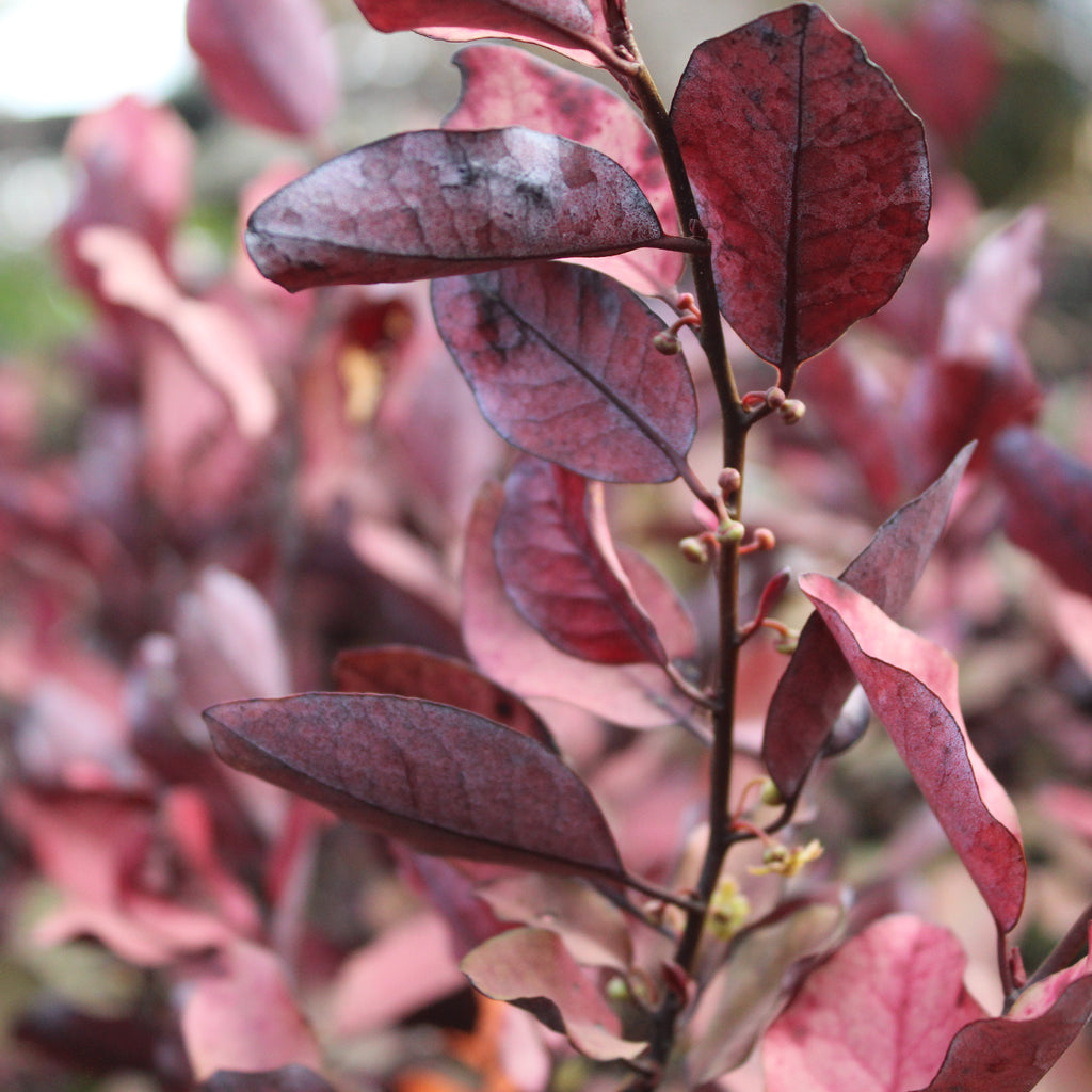 Pseudowintera Burgundy Delight Image