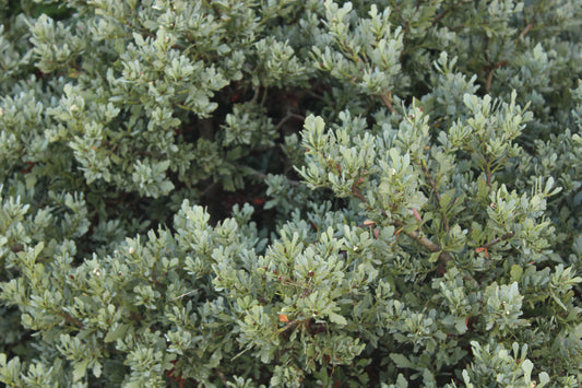 Phyllocladus alpina glauca