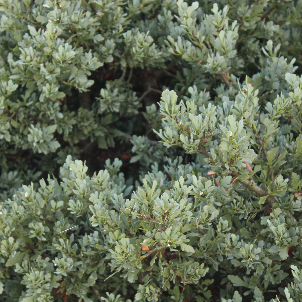 Phyllocladus alpina glauca Image