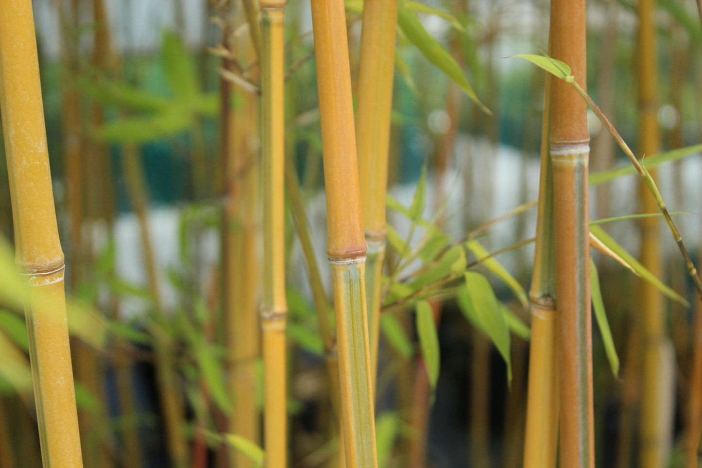 Phyllostachys 'aurea koi'