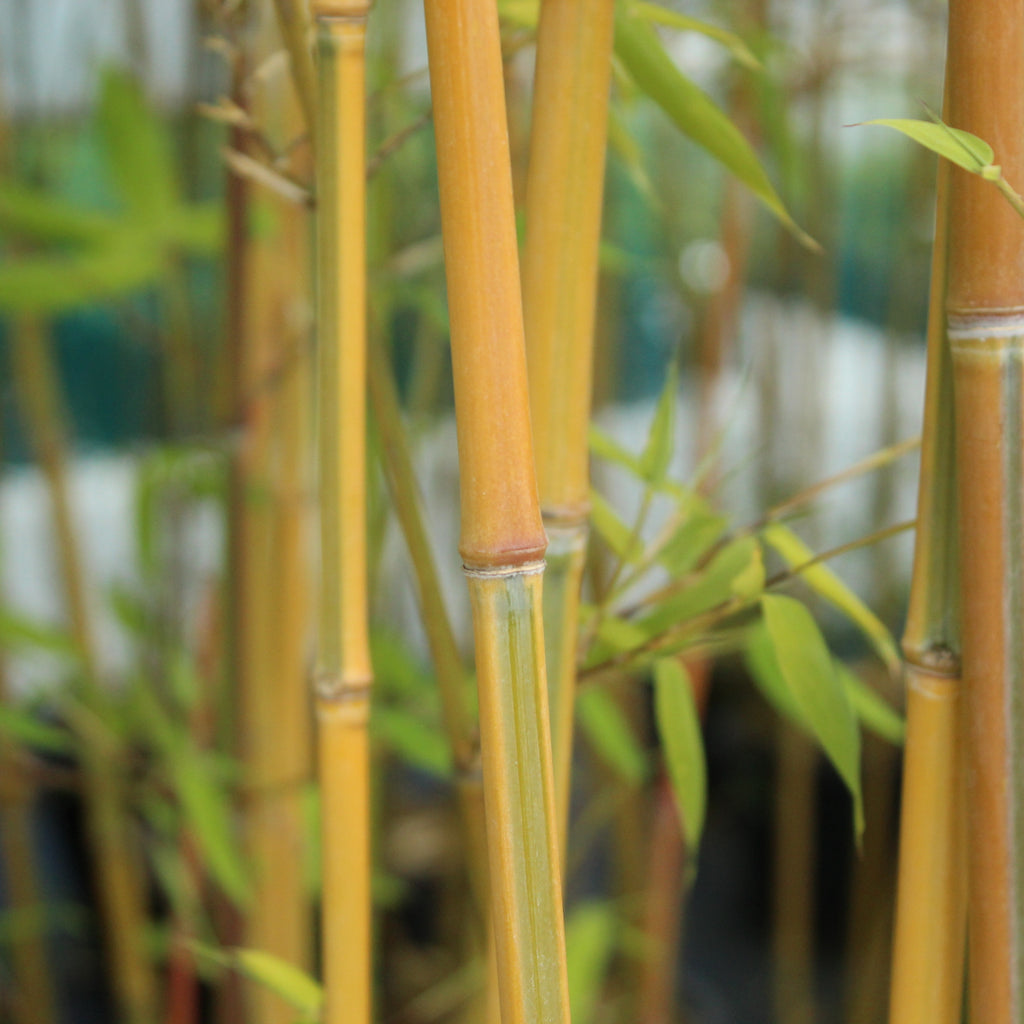 Phyllostachys Aurea Koi Image