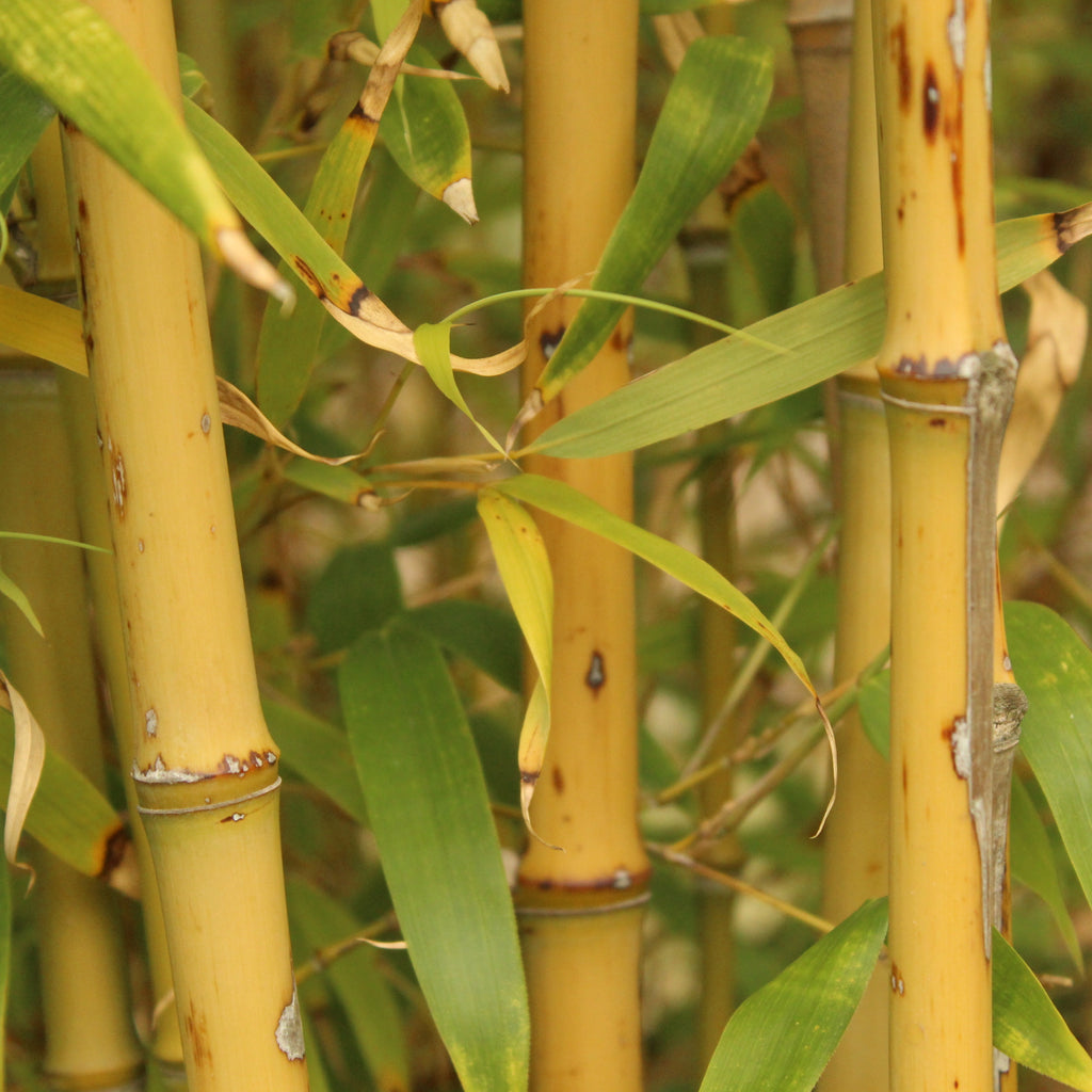 Phyllostachys atrovaginata Image