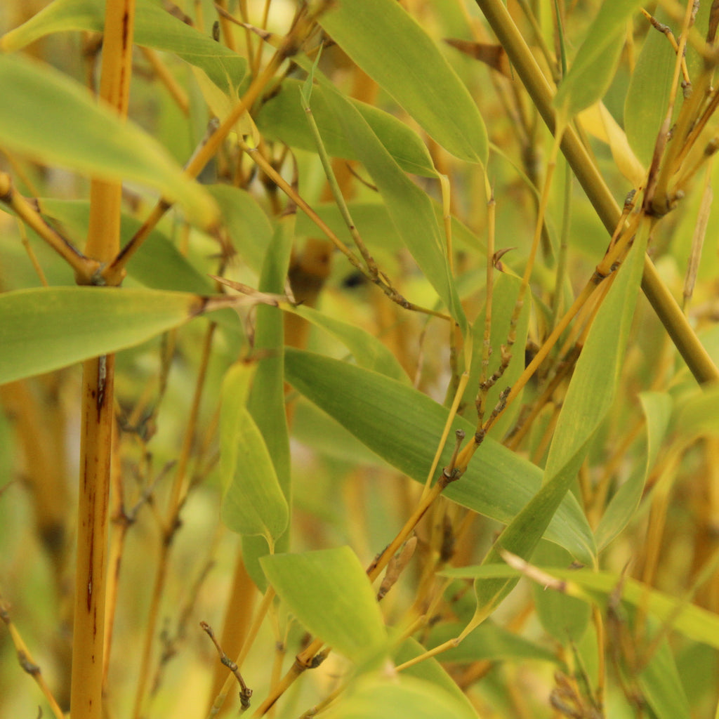 Phyllostachys nigra Henonis Image