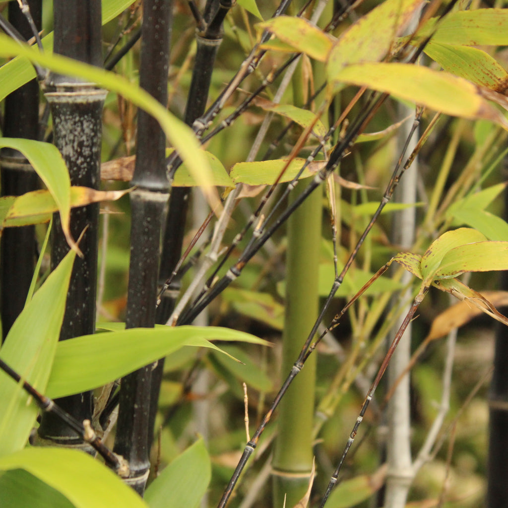 Phyllostachys nigra Image
