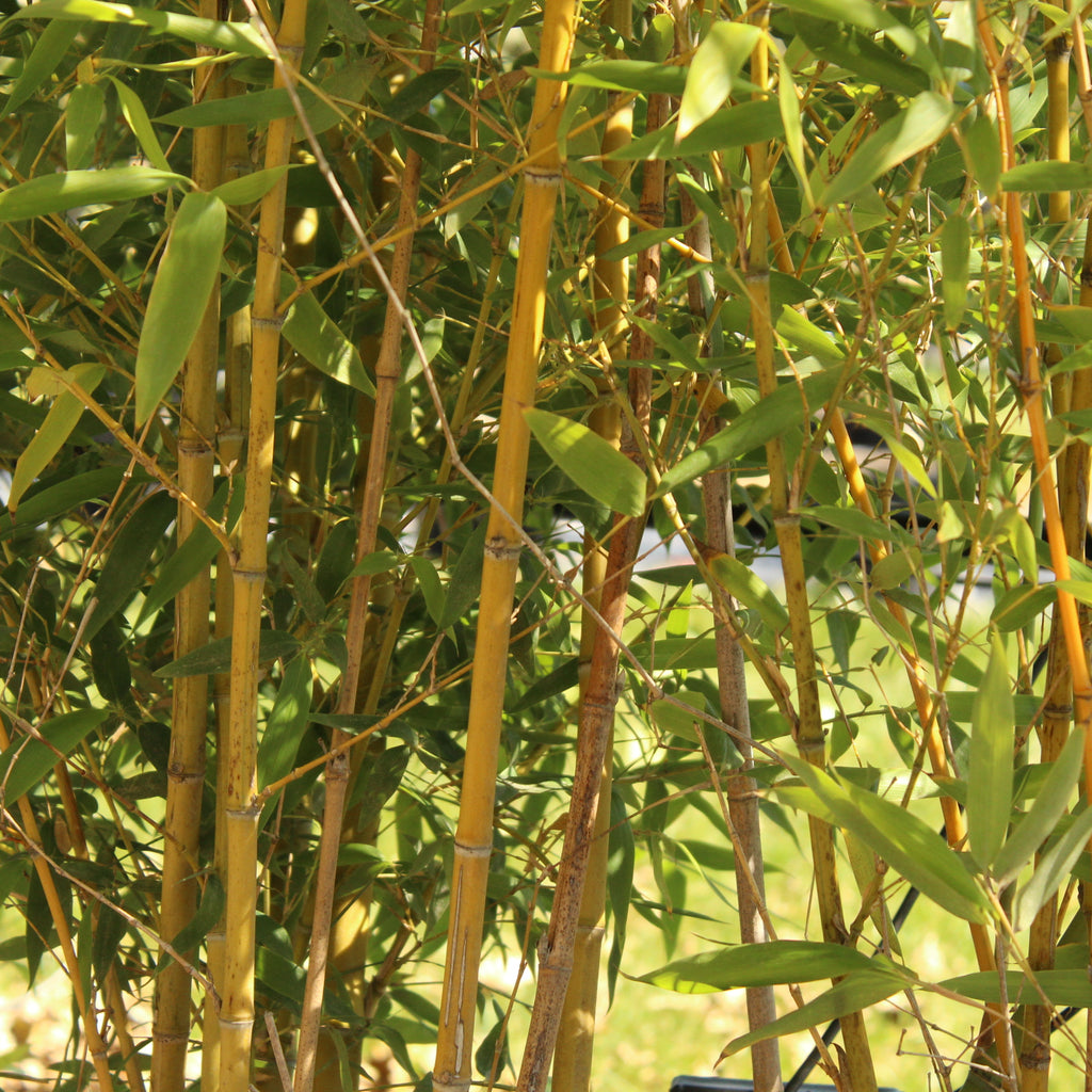 Phyllostachys sulphurum Image