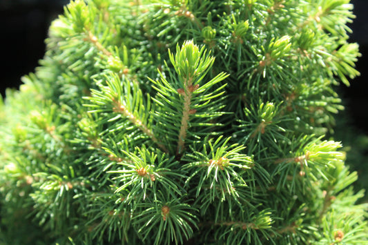 Picea glauca conica
