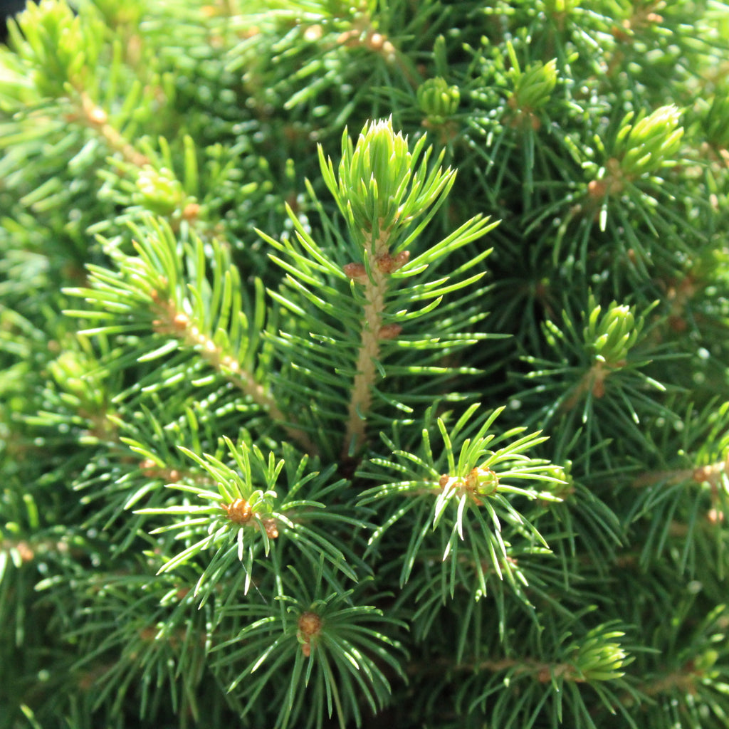 Picea glauca Conica Image