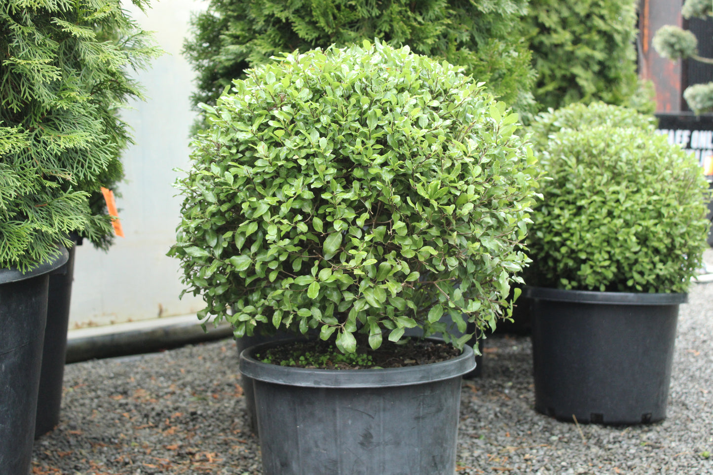pittosporum ball 