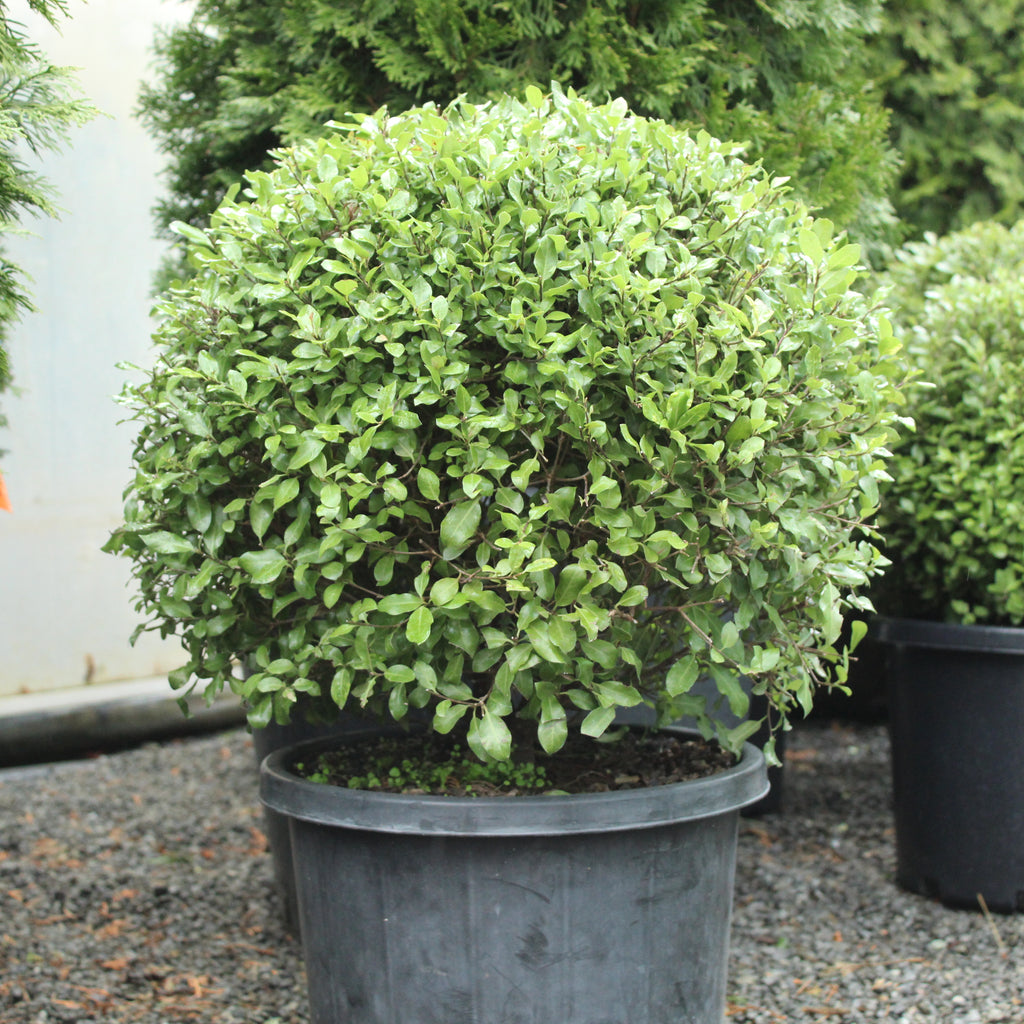 Pittosporum Little Burger Image