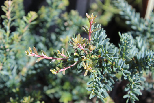 Podocarpus lawrencii