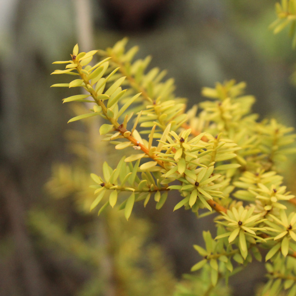 Podocarpus totara Aurea Image