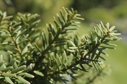 Podocarpus totara Matapouri Blue