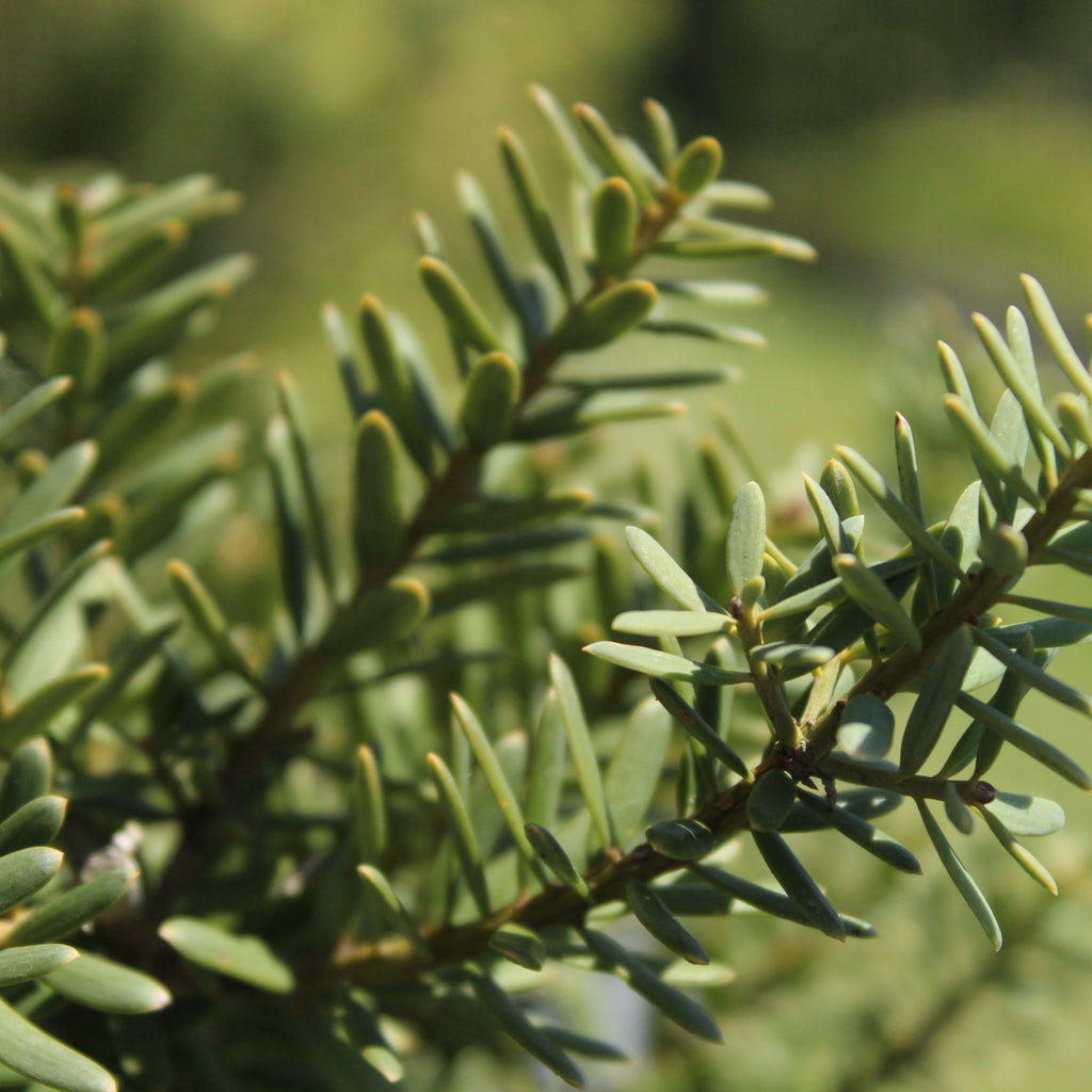 Podocarpus totara Matapouri Blue Image