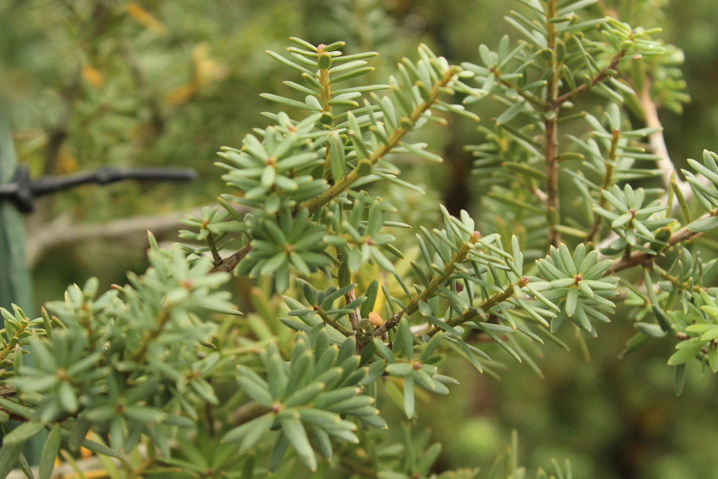 Podocarpus totara Matapouri Blue