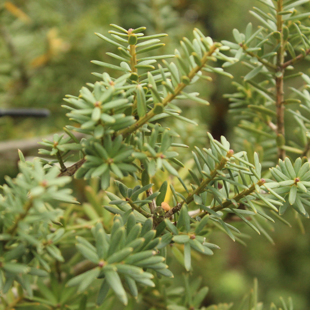 Podocarpus totara Matapouri Blue Image