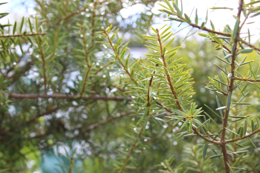 Podocarpus totara