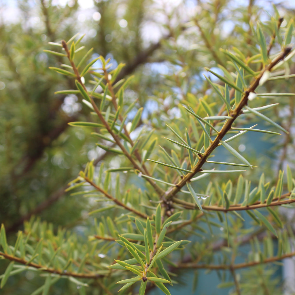 Podocarpus totara Image