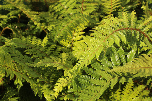 Polystichum braunii