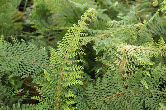 Polystichum setiferum