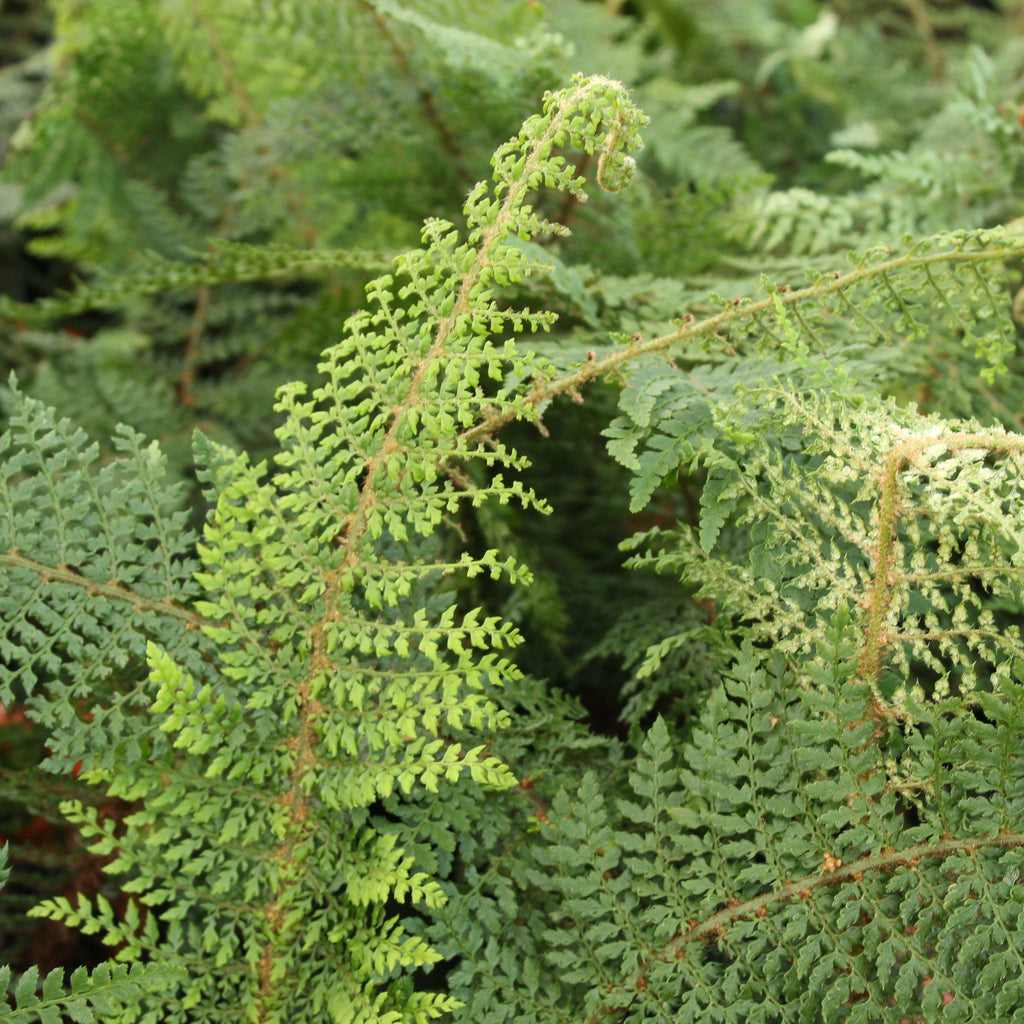 Polystichum setiferum Image