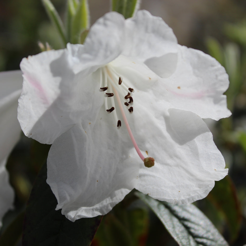 Rhododendron Princess Alice Image