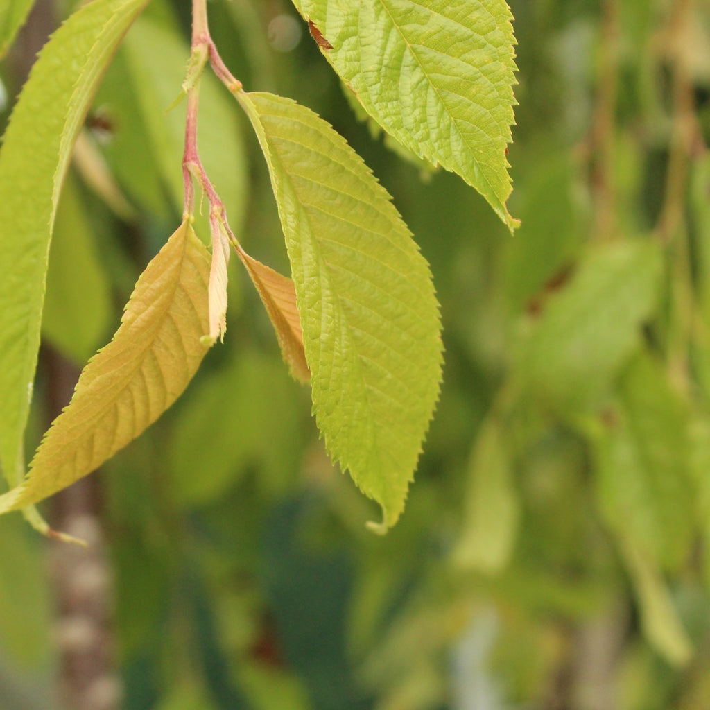 Prunus Falling Snow Image