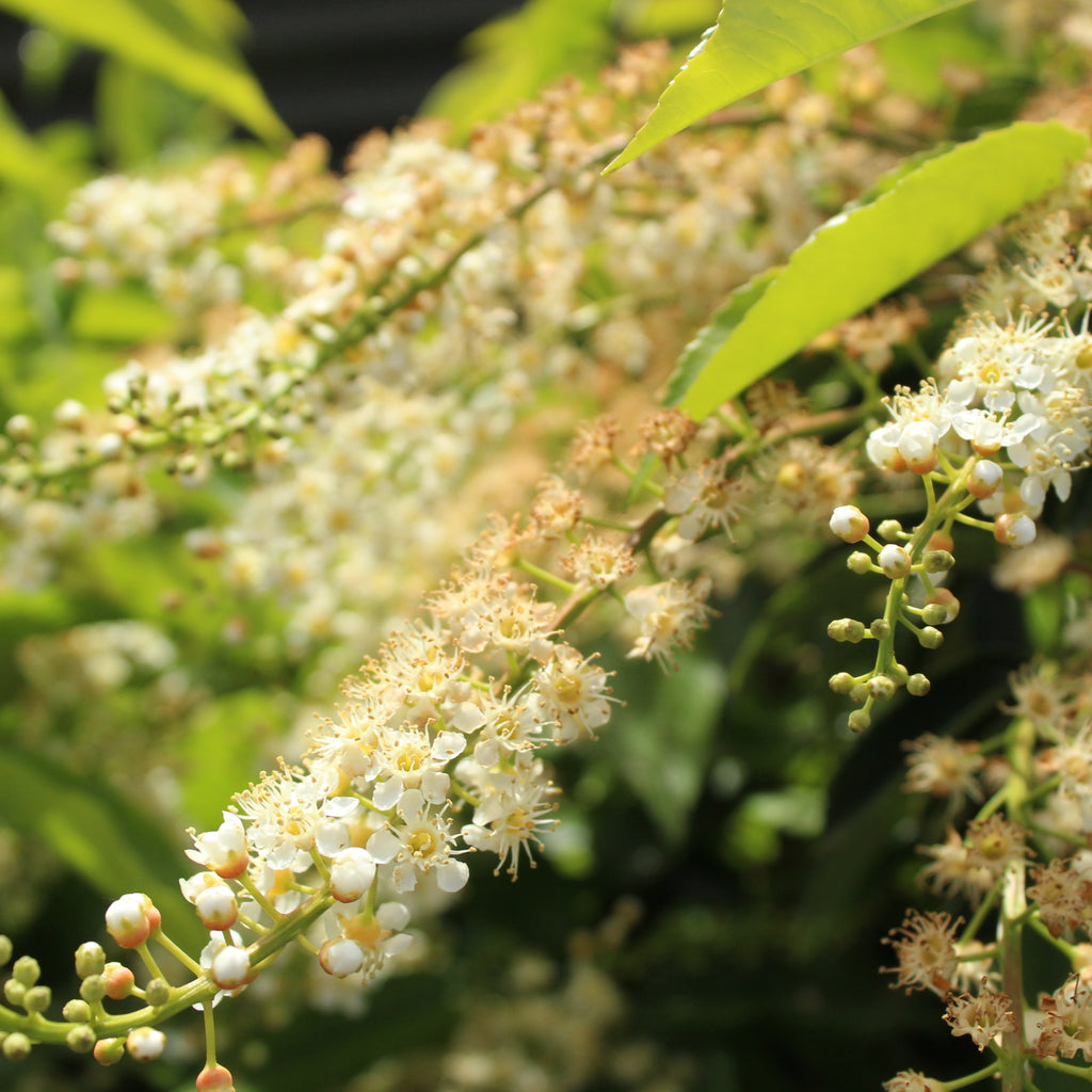 Prunus lusitanica Image