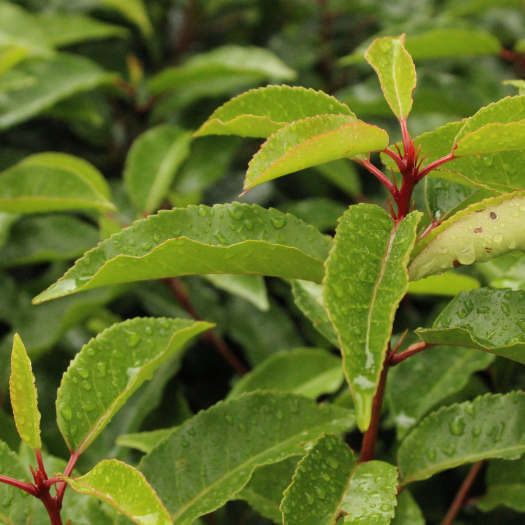 Prunus lusitanica Image