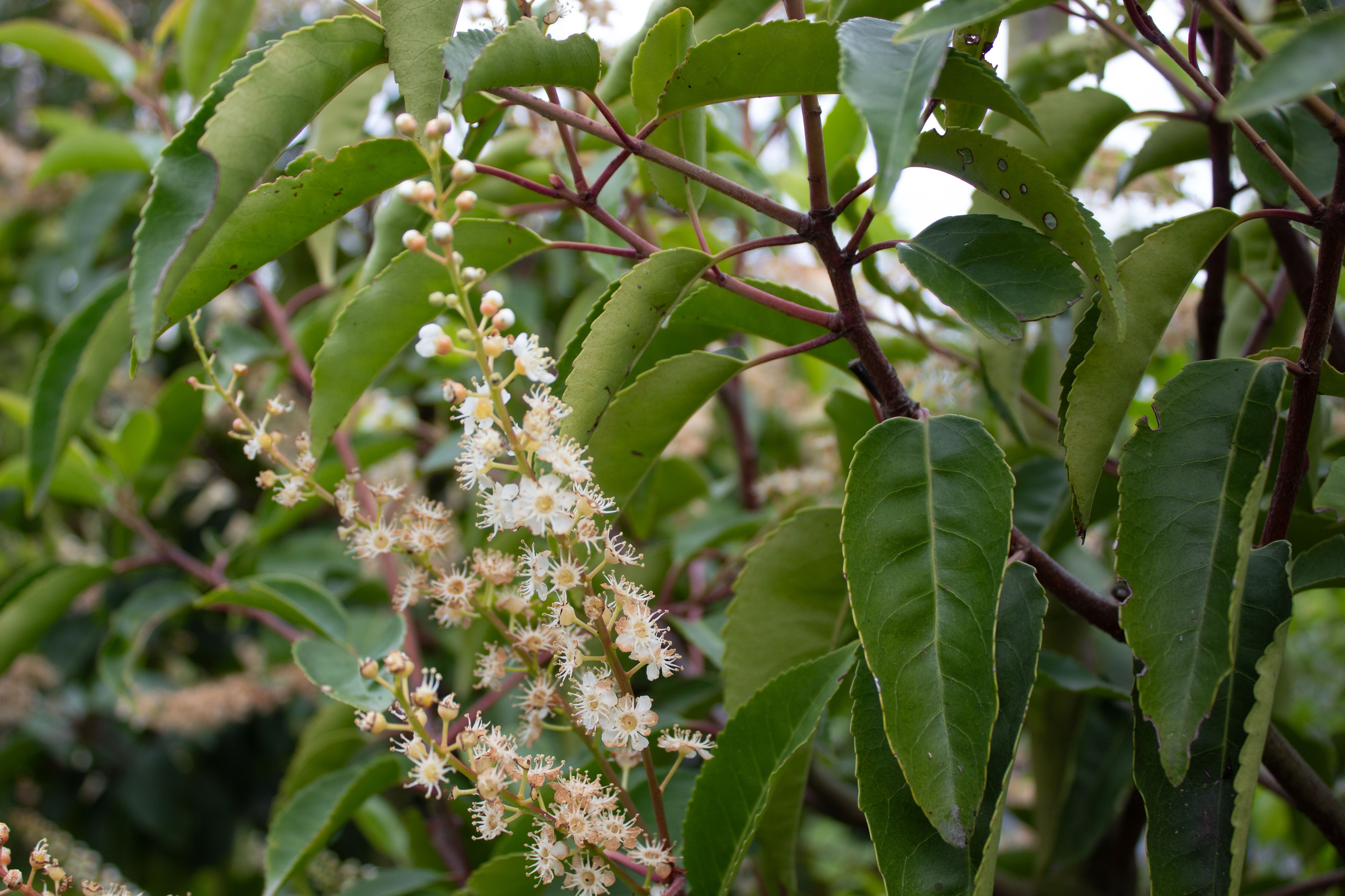 Prunus lusitanica Pillar – Texture Plants, Landscapes, Lush Lawns ...
