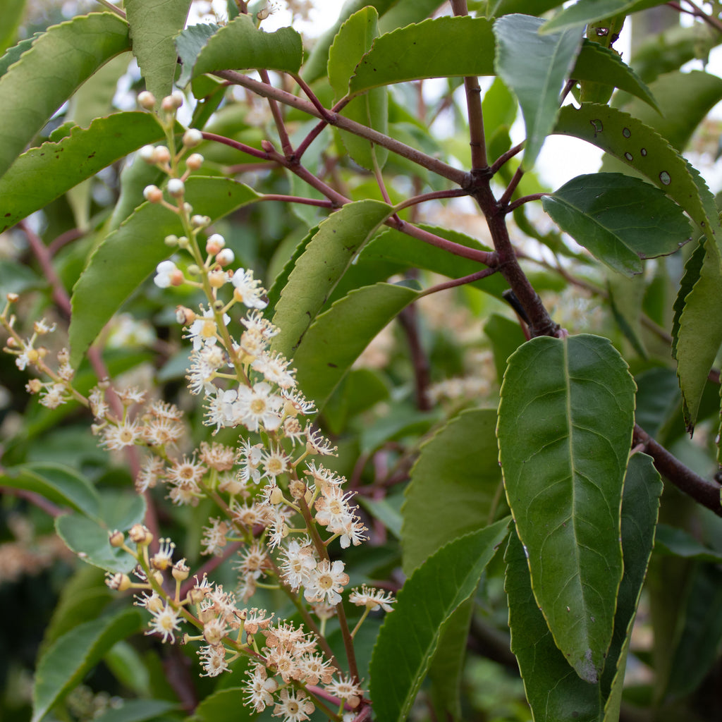 Prunus lusitanica Pillar Image