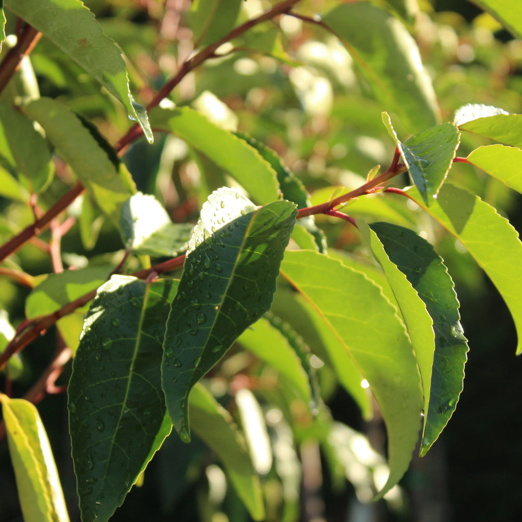 Prunus lusitanica Image