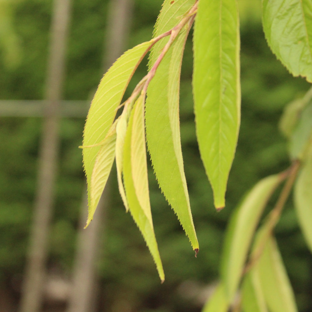 Prunus Pendula Rosea Image