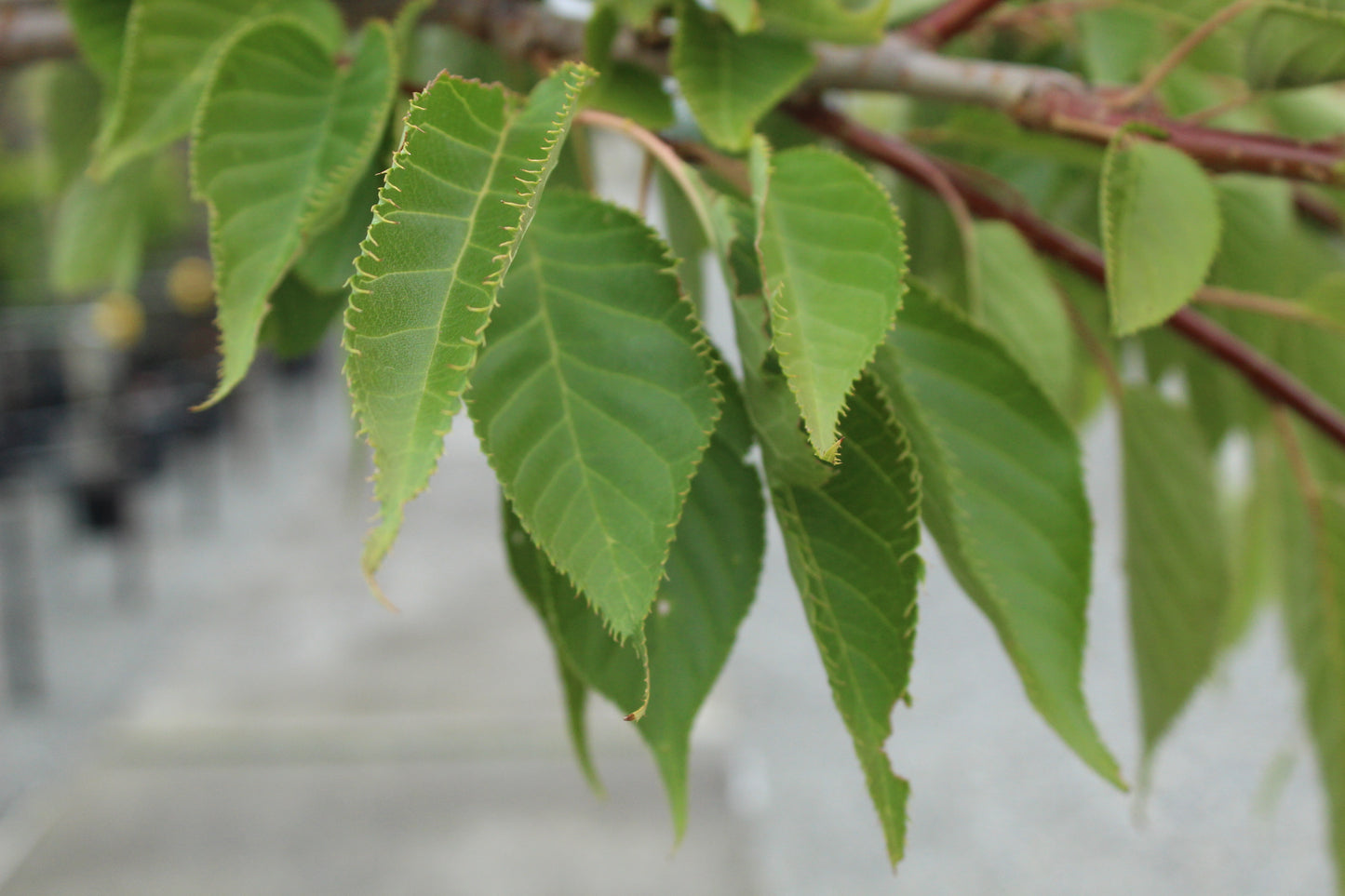 Prunus shimidsu sakura