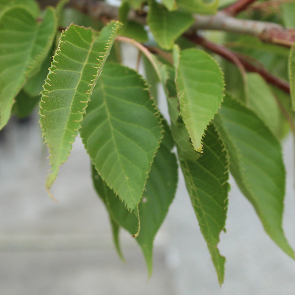 Prunus shimidsu sakura Image