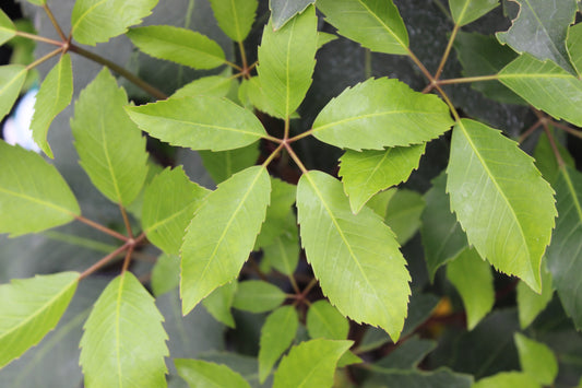 Pseudopanax arboreus