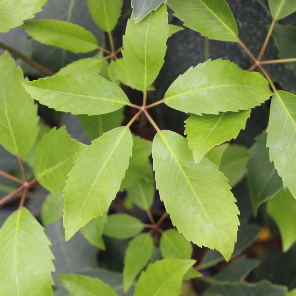 Pseudopanax arboreus Image