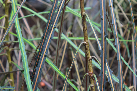 Pseudopanax crassifolium