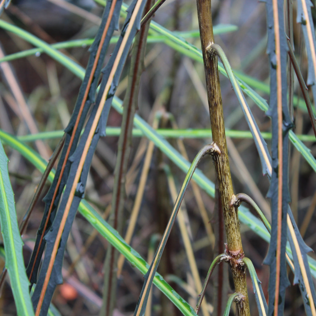 Pseudopanax crassifolium Image