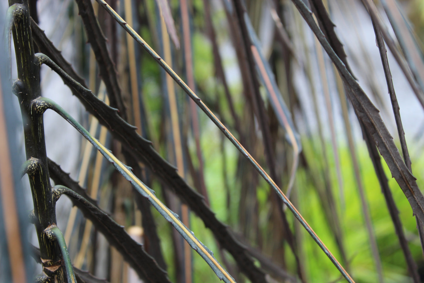 Pseudopanax crassifolium