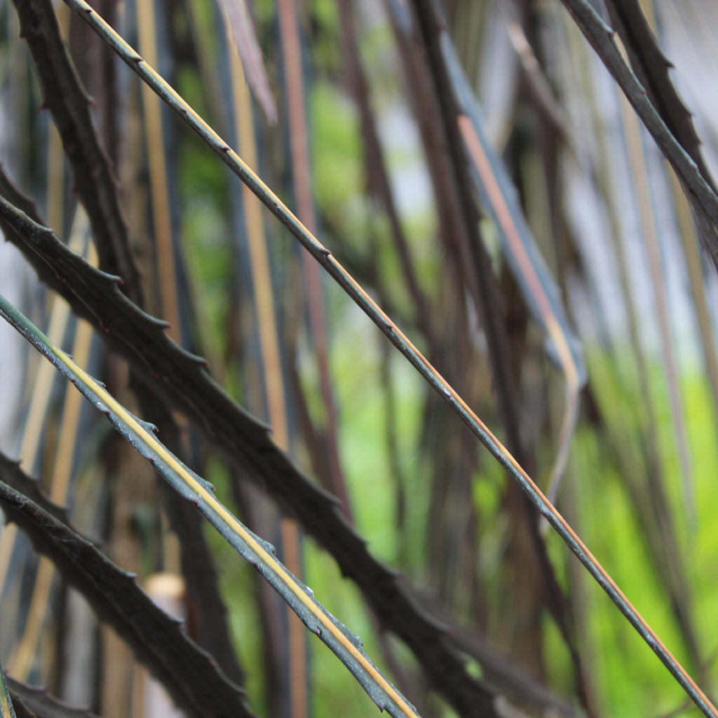 Pseudopanax crassifolium Image