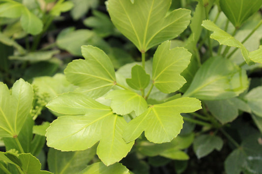 Pseudopanax 'Cyril Watson'