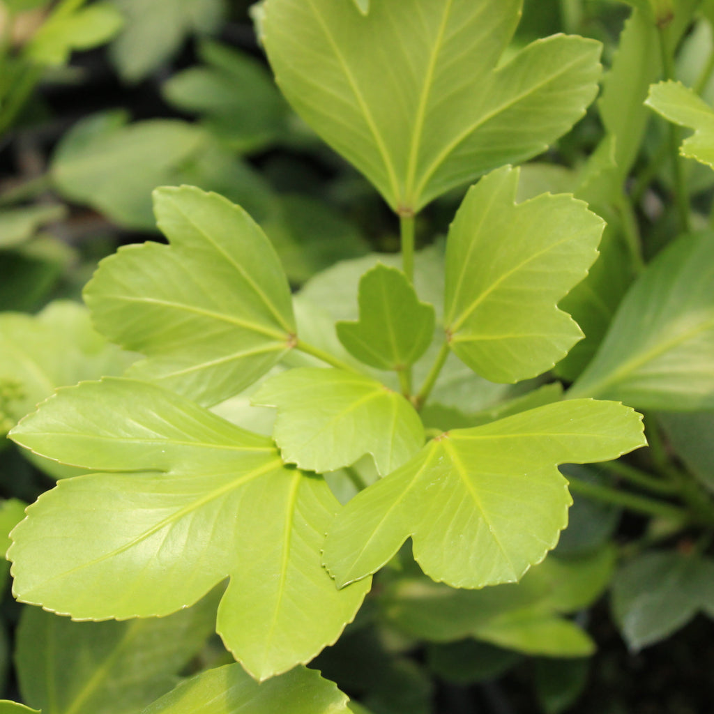 Pseudopanax Cyril Watson Image