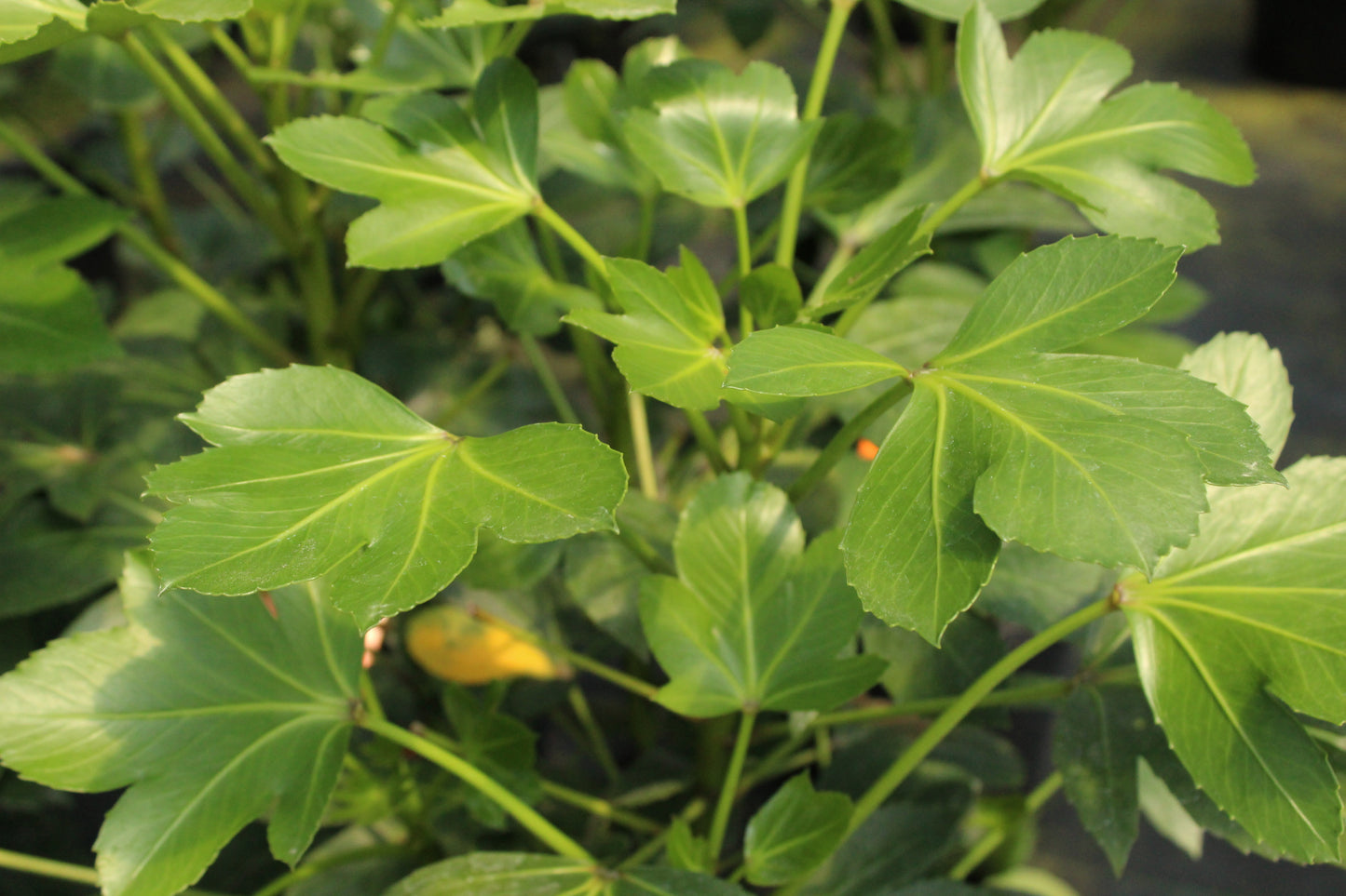 Pseudopanax 'Cyril Watson'