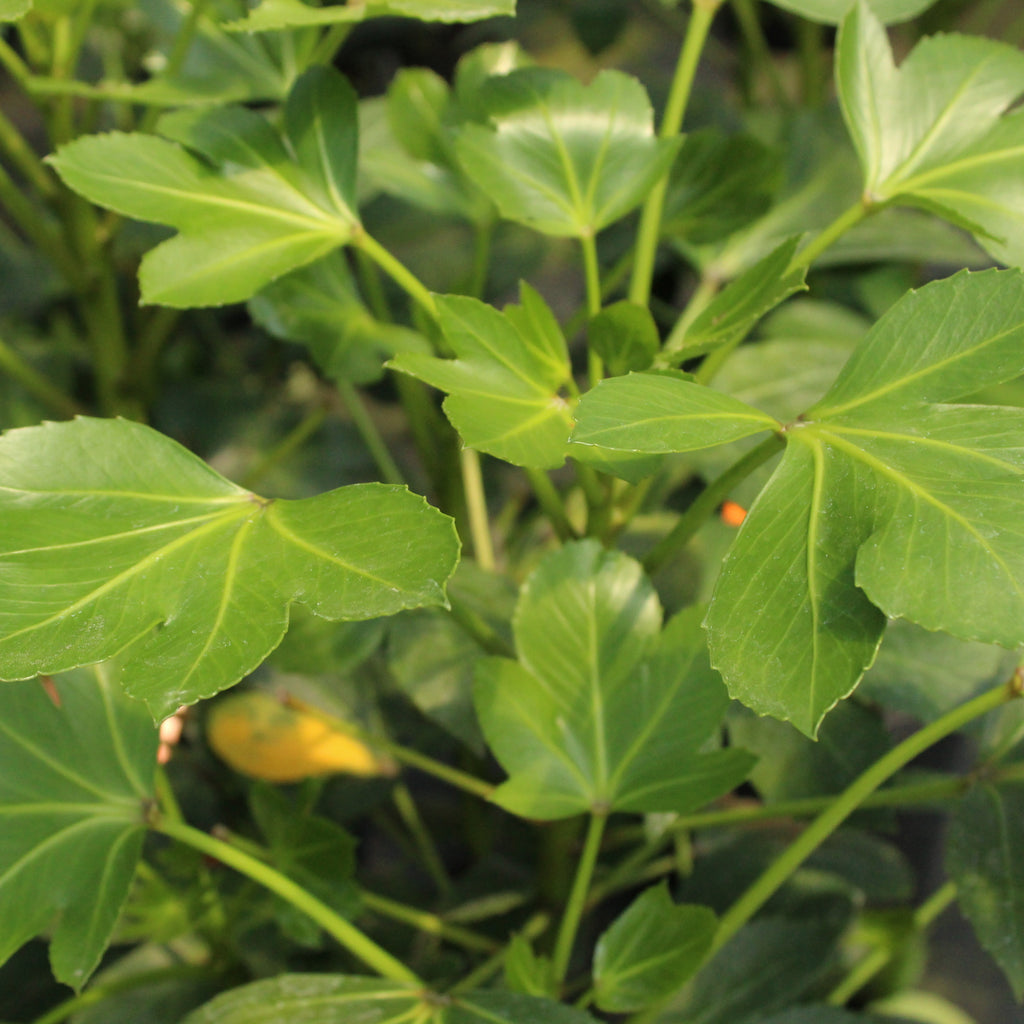 Pseudopanax Cyril Watson Image