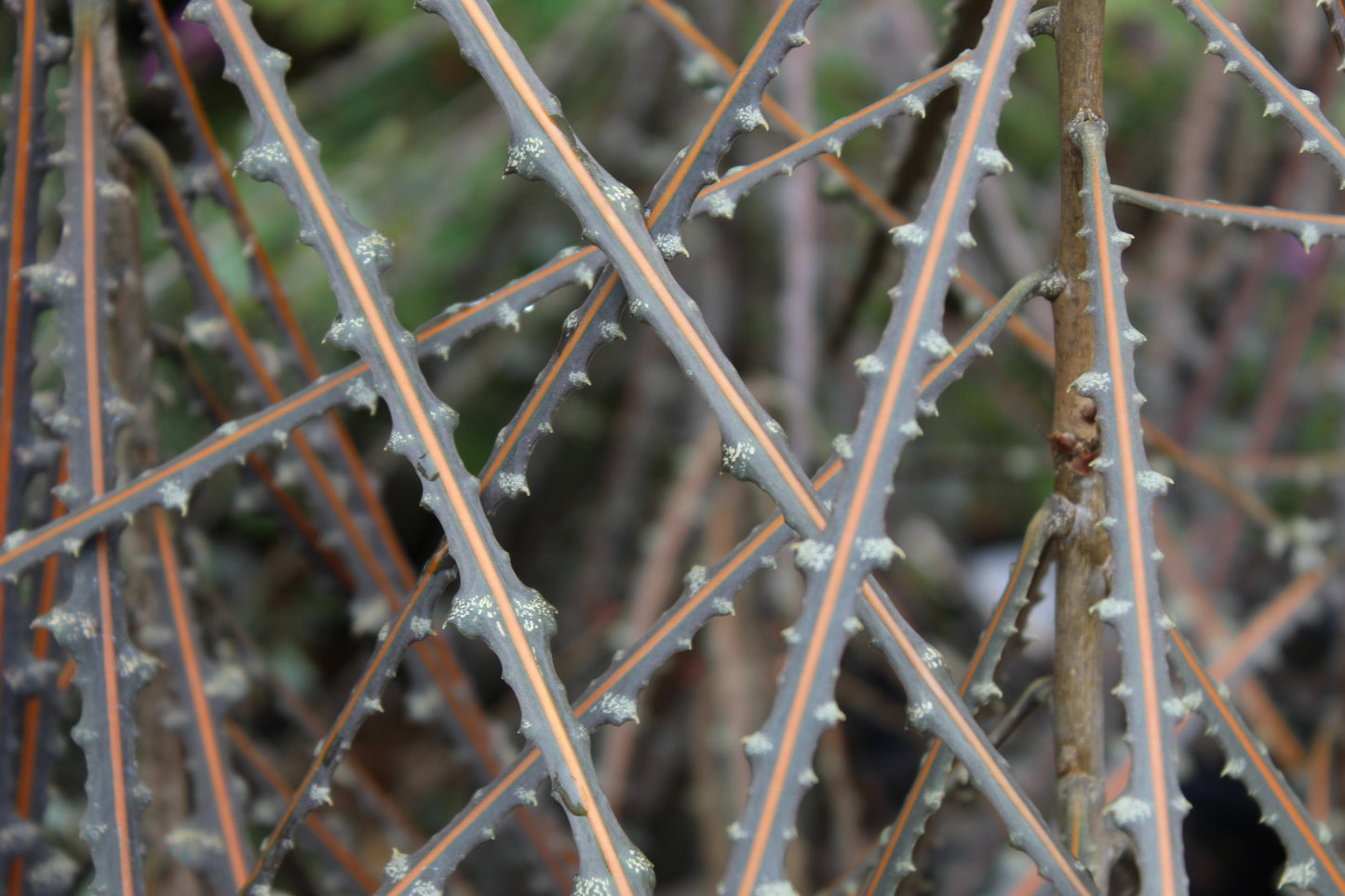 Pseudopanax Ferox