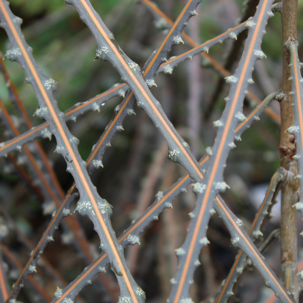 Pseudopanax Ferox Image
