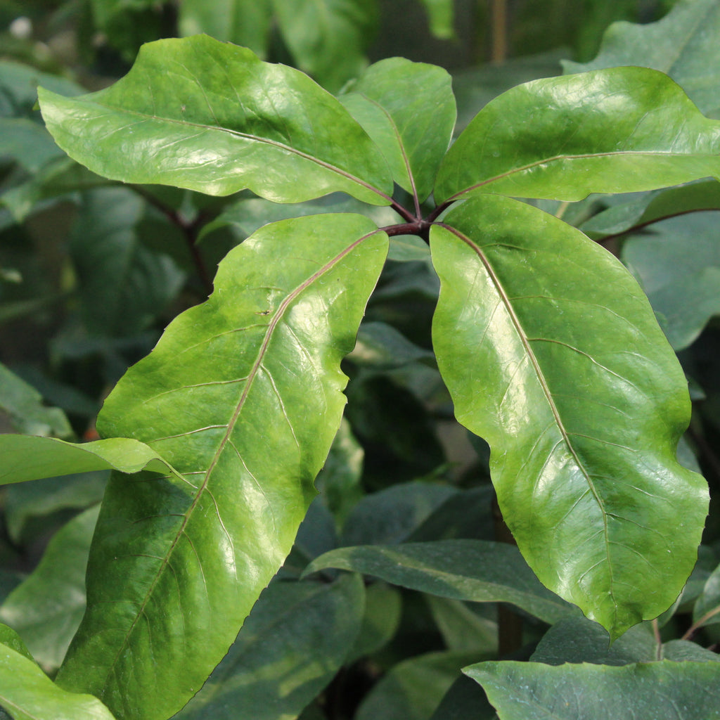 Pseudopanax laetus Image