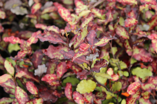 Pseudowintera Red Leopard