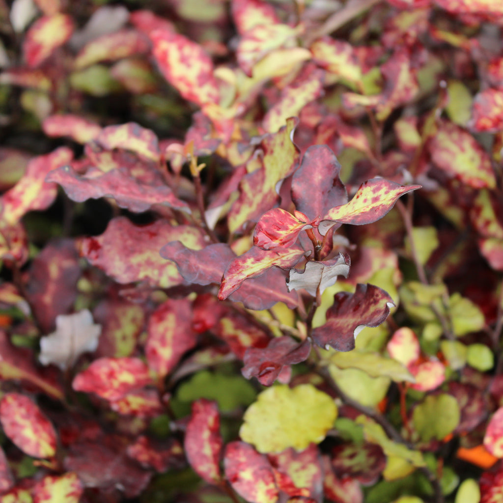 Pseudowintera Red Leopard Image